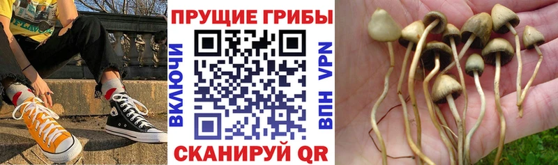 Псилоцибиновые грибы GOLDEN TEACHER  Купить где  Дмитров 